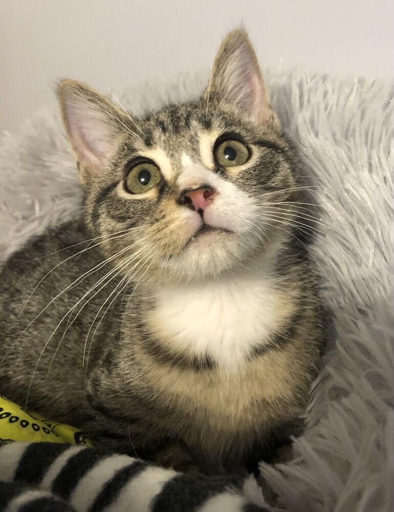 Adam